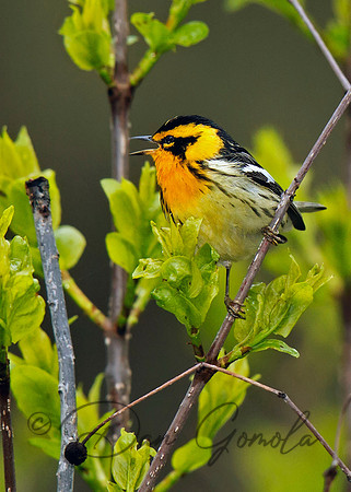 Blackburnian Warbler