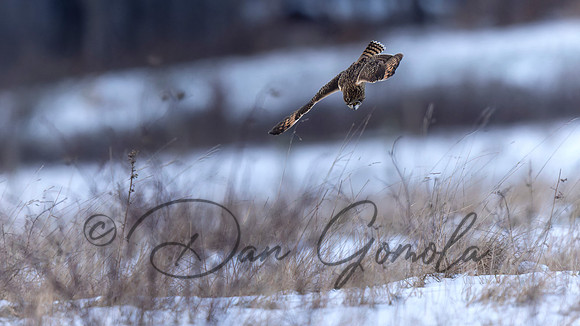 Short-eared Owl