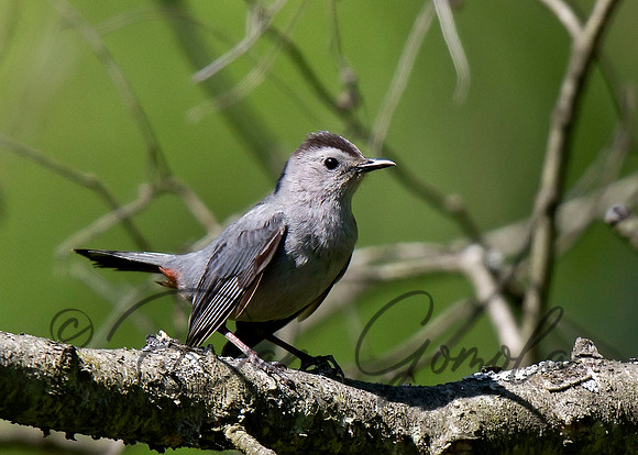 Gray Catbird