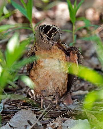 American Woodcock