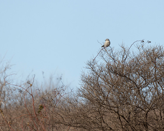 Northern Shrike