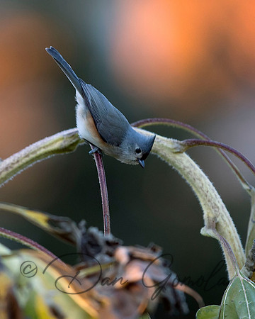 Tufted Titmouse