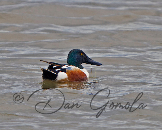 Northern Shoveler