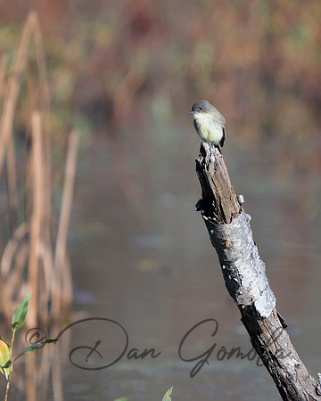 Eastern Phoebe