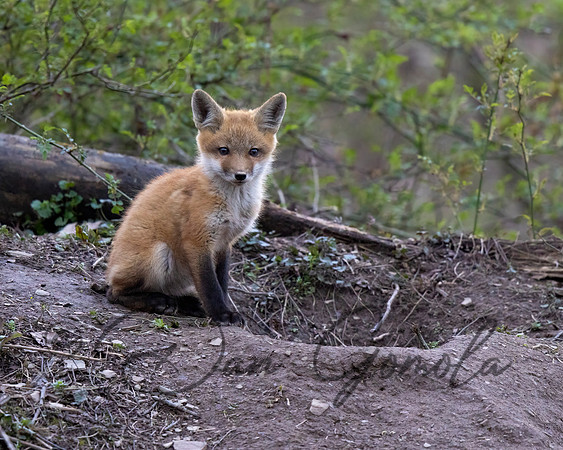 Red Fox
