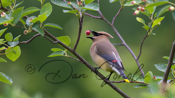 Cedar Waxwing