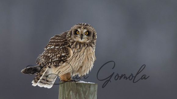 Short-eared Owl