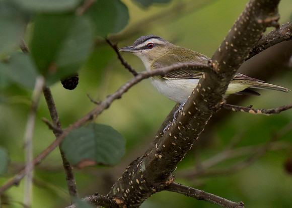 Red-eyed Vireo