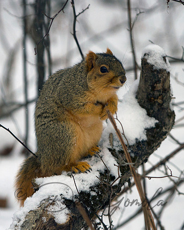 Eastern Fox Squirrel