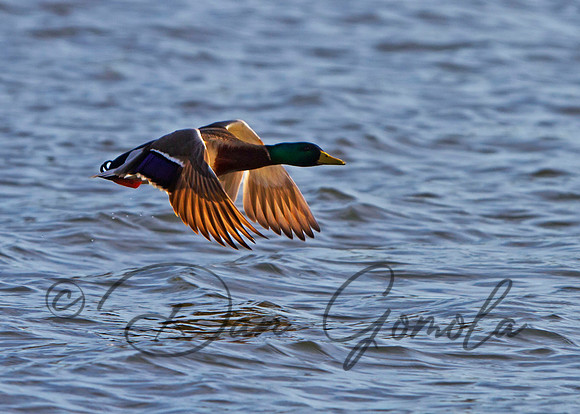 Mallard Duck