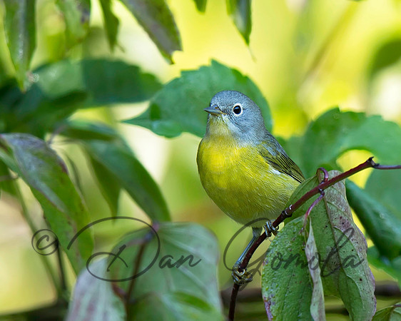 Nashville Warbler