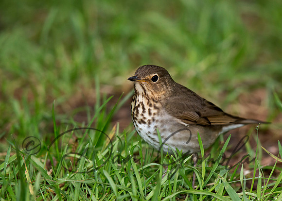 Swainson's Thrush