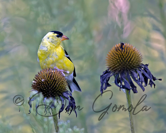 American Goldfinch