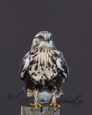 Rough-legged Hawk
