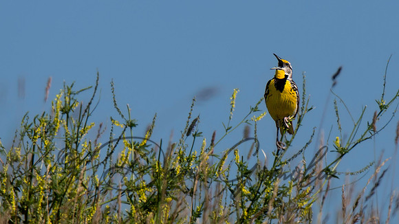 Eastern Meadowlark