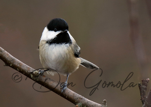 Black-capped Chickadee