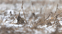 Short-eared Owl