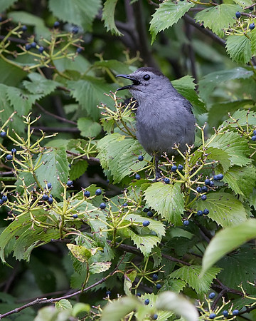 Gray Catbird