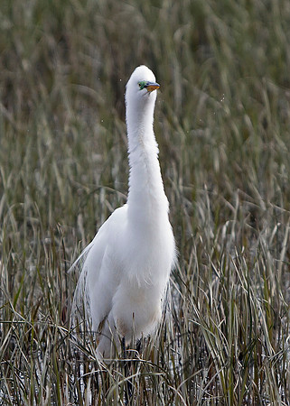 Great Egret