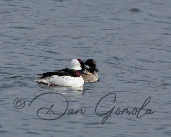 Bufflehead (pair)