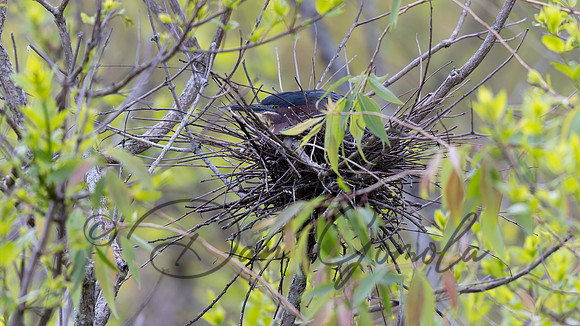 Green Heron