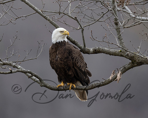 Bald Eagle