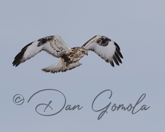 Rough-legged Hawk