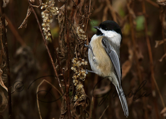 Black-capped Chickadee