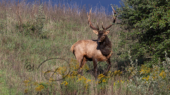 PA Elk (October, 2024)
