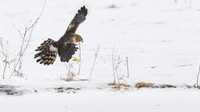 Northern Harrier