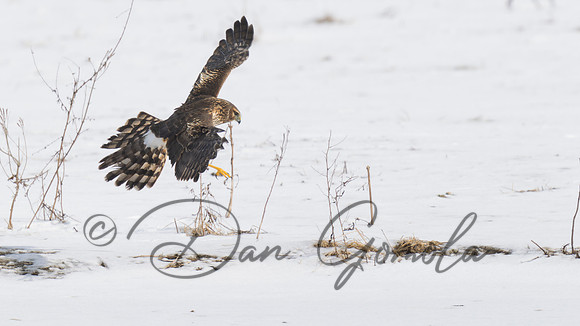 Northern Harrier