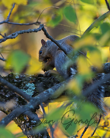 Eastern Gray Squirrel