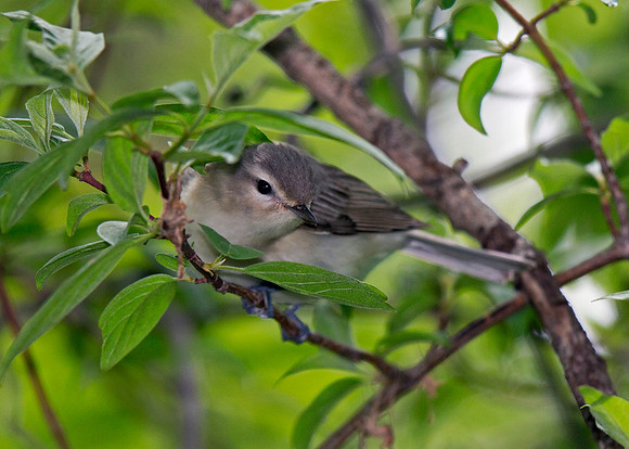 Warbling Vireo