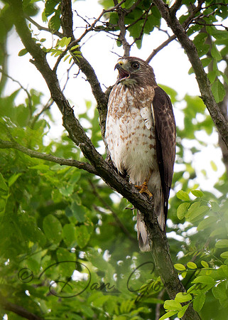 Broad-winged Hawk