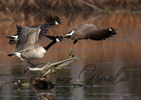 Canada Geese