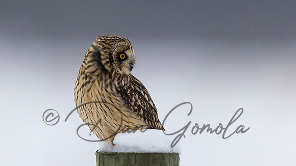Short-eared Owl