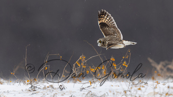 Short-eared Owl