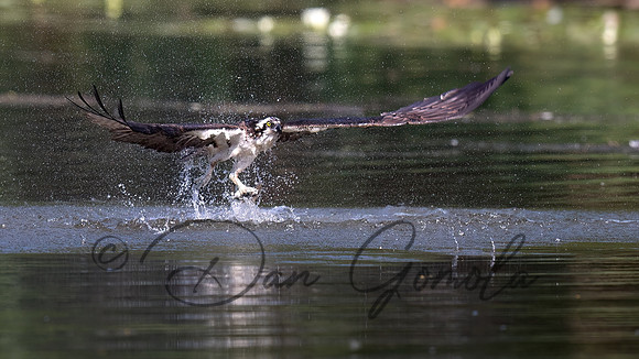 Osprey