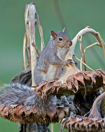 Eastern Gray Squirrel