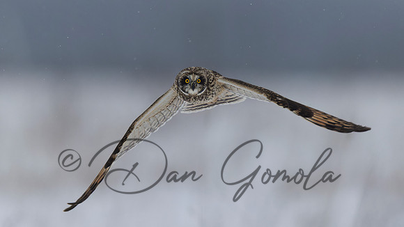 Short-eared Owl