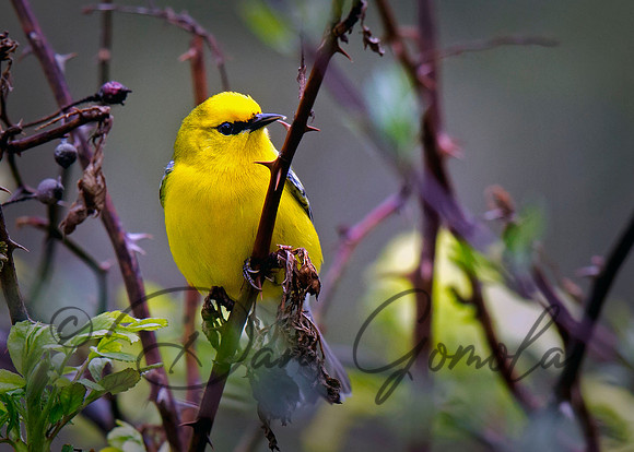 Blue-winged Warbler