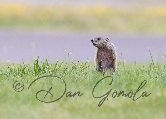 Groundhog