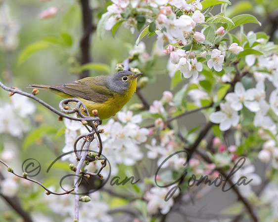 Nashville Warbler