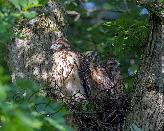 Red-shouldered Hawk