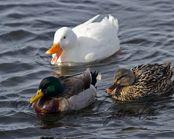 Mallard Duck