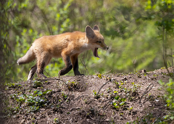 Red Fox