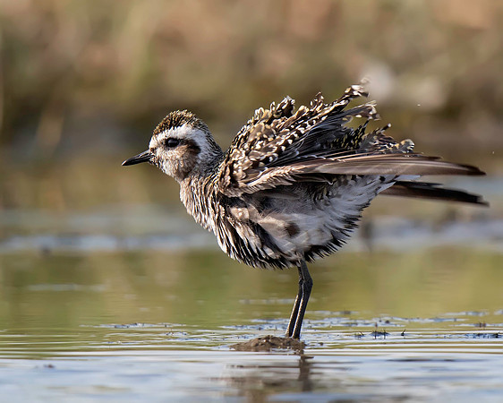 American Golden-Plover