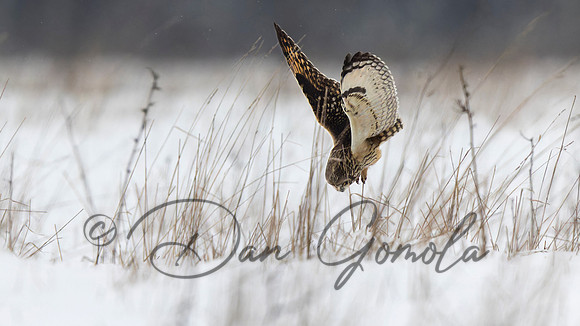 Short-eared Owl