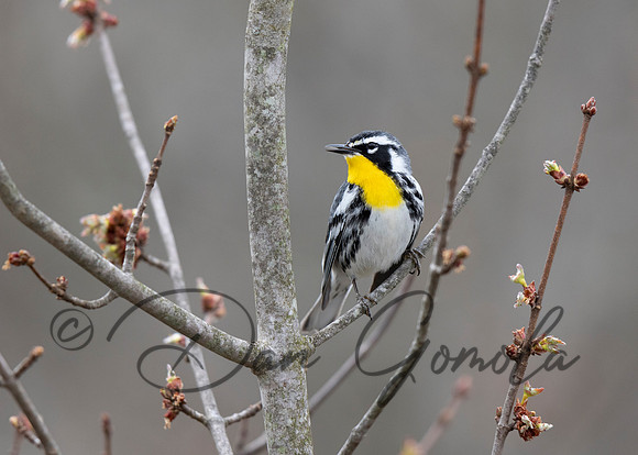 Yellow-throated Warbler