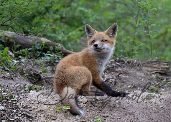 Red Fox